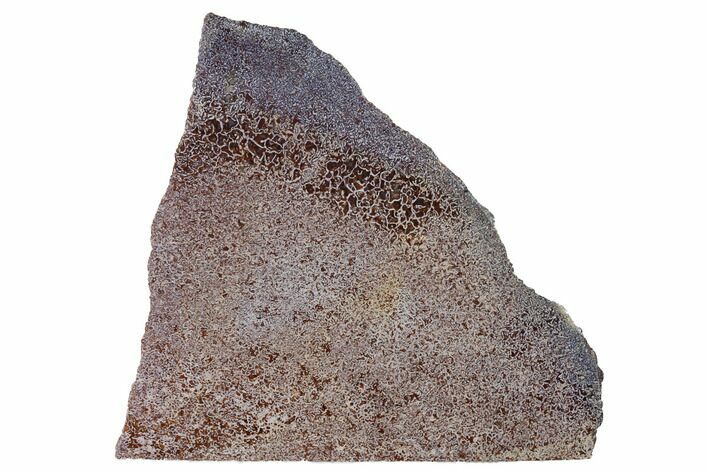 Polished Dinosaur Bone (Gembone) Section - Utah #151487